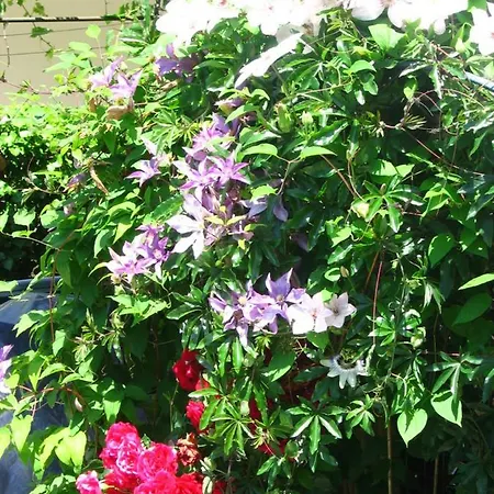 Apartamento Tammy Rogoznica (Sibenik-Knin)